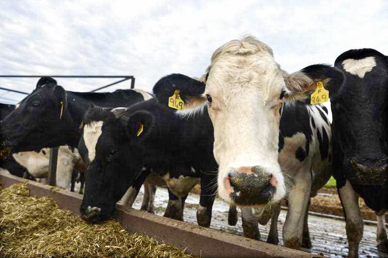 Pill That Cuts Down Cow Flatulence, Belching Hits Global Market