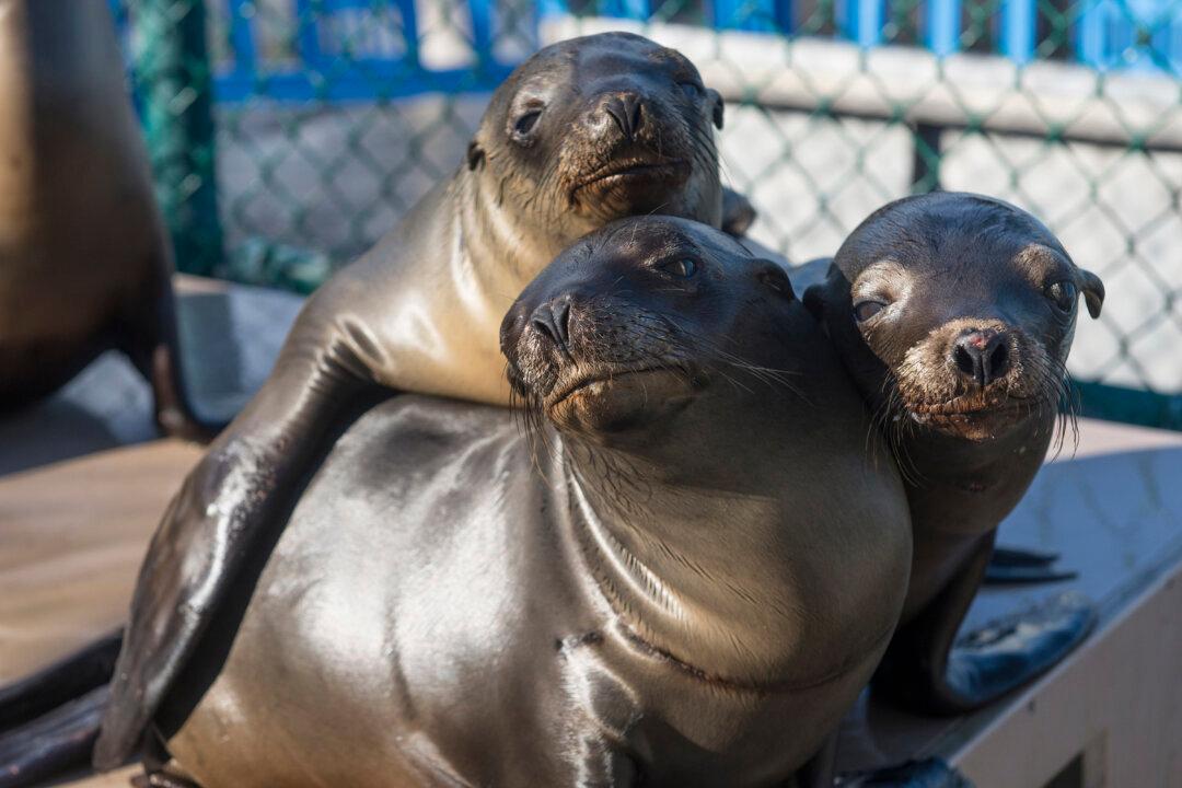 SeaWorld Ticket Holders Affected by Extreme Weather Can Now Visit Again for Free
