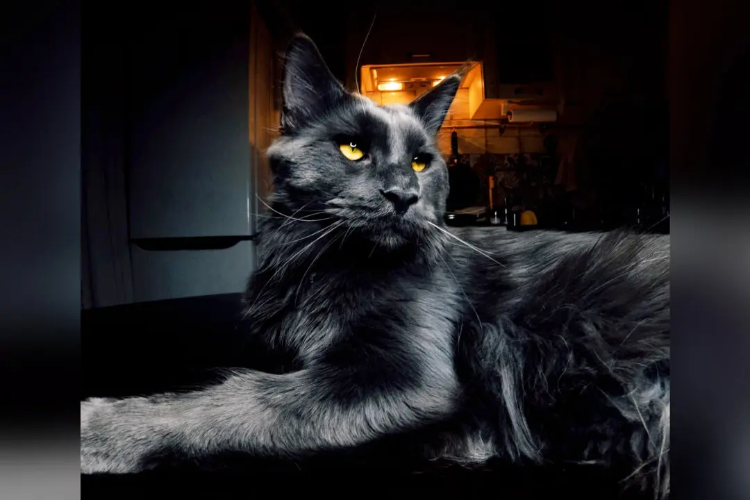 Black Maine Coon Cat With Striking Eyes and Silky Coat Looks Like a Huge ‘Panther’