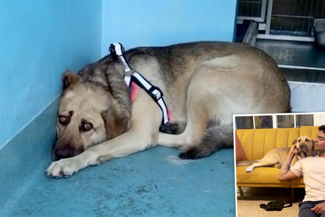 Terrified Dog Hides in the Corner of Shelter Until She’s Rescued, Forms the Most Special Bond With Owner