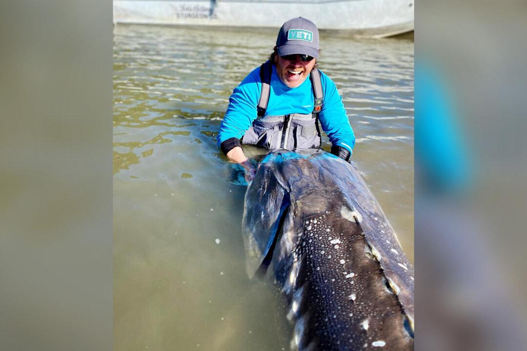 Angler ‘Blown Away’ After Reeling In 10-Foot, 7-Inch ‘Monster’ Sturgeon Weighing 600 Pounds in Fraser River
