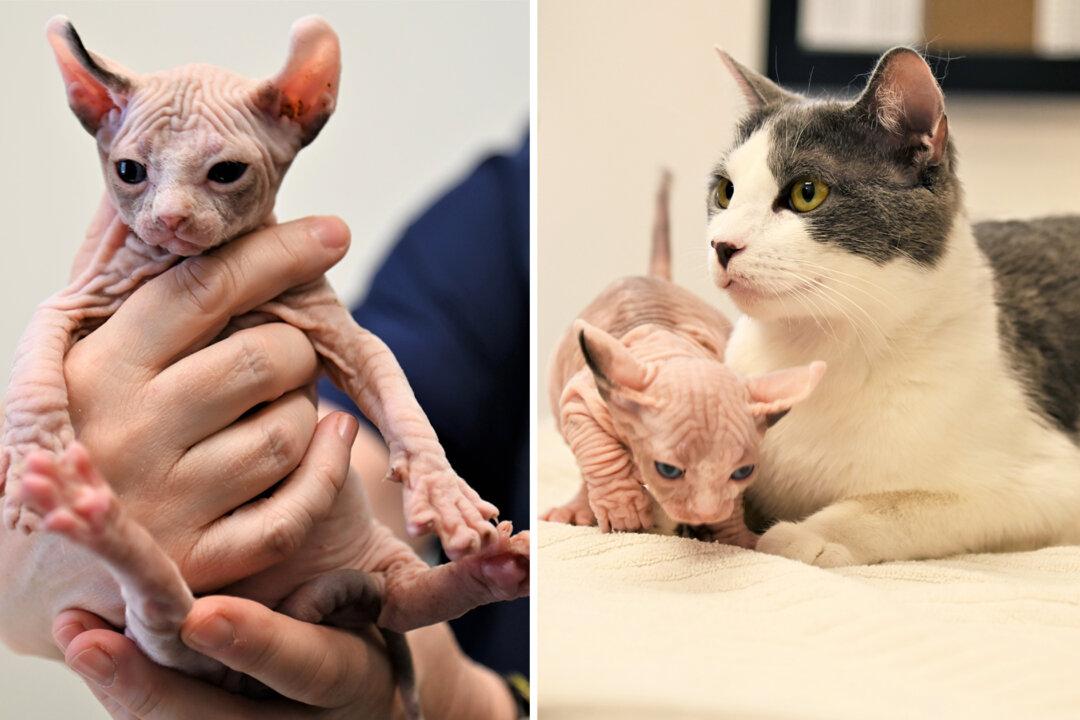VIDEO: Cat Adopts Frail Newborn Kitten Rejected by Mother into Her Own Litter