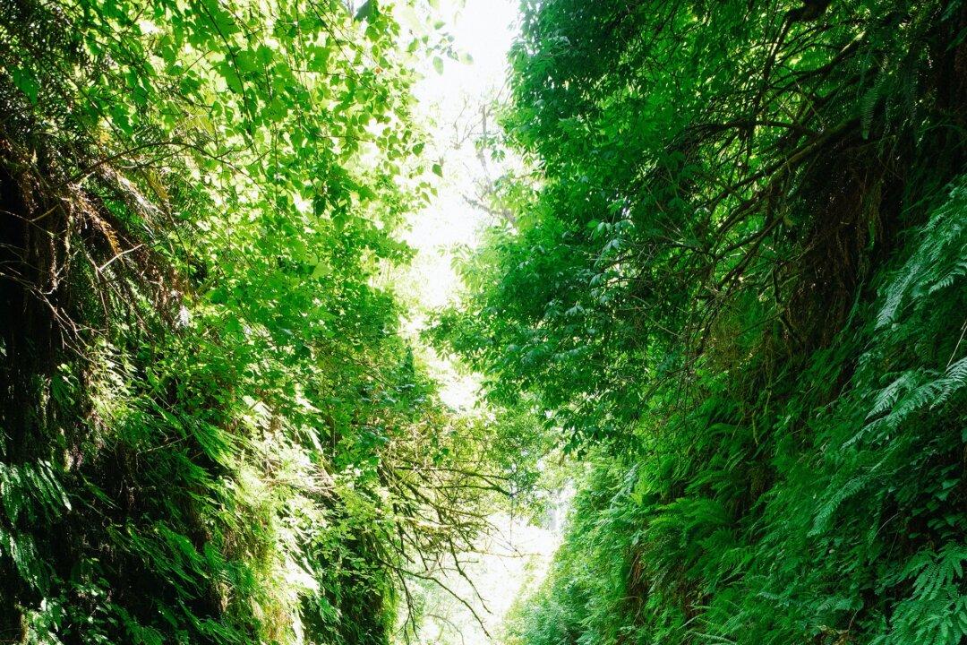 This Lush California Trail Has ‘Jurassic Park’ Vibes. Here’s How to Book a Reservation