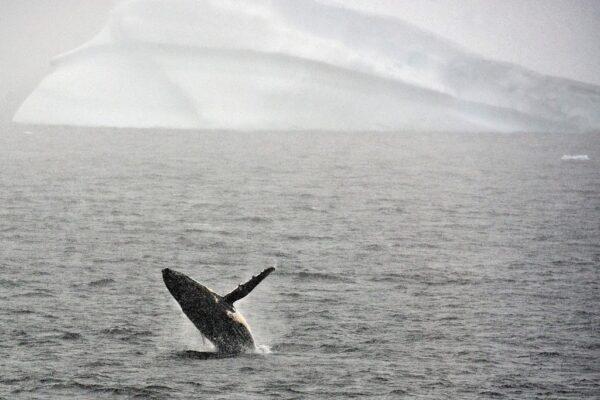 A humpback whale jumps out of the water in the western Antarctic peninsula on March 05, 2016. (EITAN ABRAMOVICH/AFP via Getty Images)