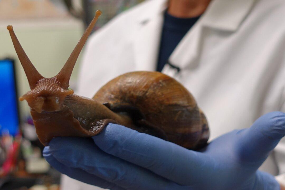 Giant African Land Snail That Can Spread Meningitis Spotted Again in Florida