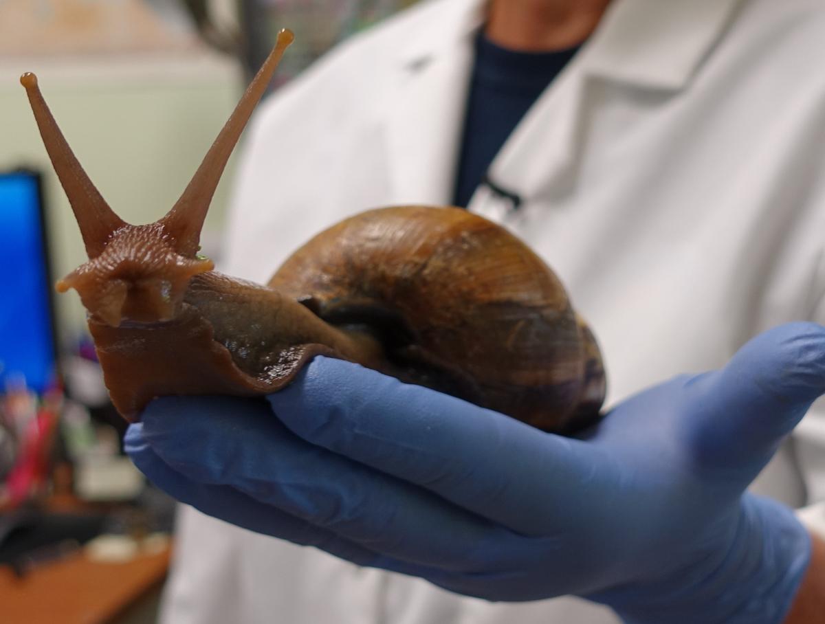 Giant African Land Snail That Can Spread Meningitis Spotted Again in Florida