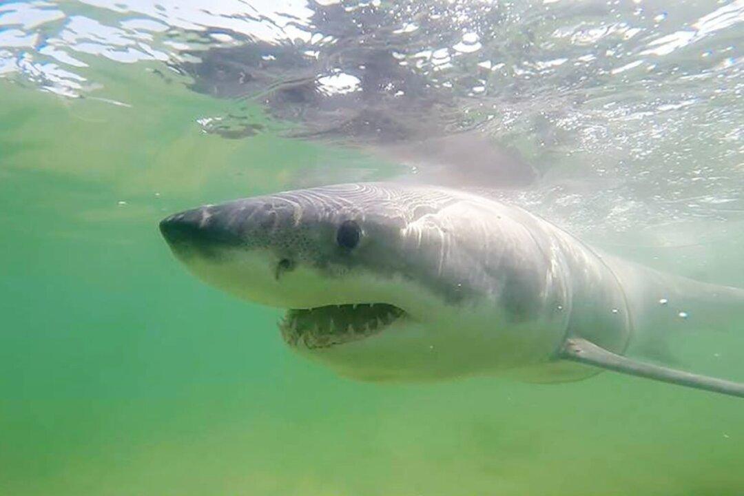 ‘Scary Experience’: Great White Shark Encounters in Canadian Waters a Growing Trend