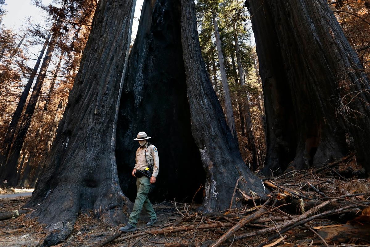 Area Larger Than California: Federal Government Identifies Old-Growth, Mature Forests
