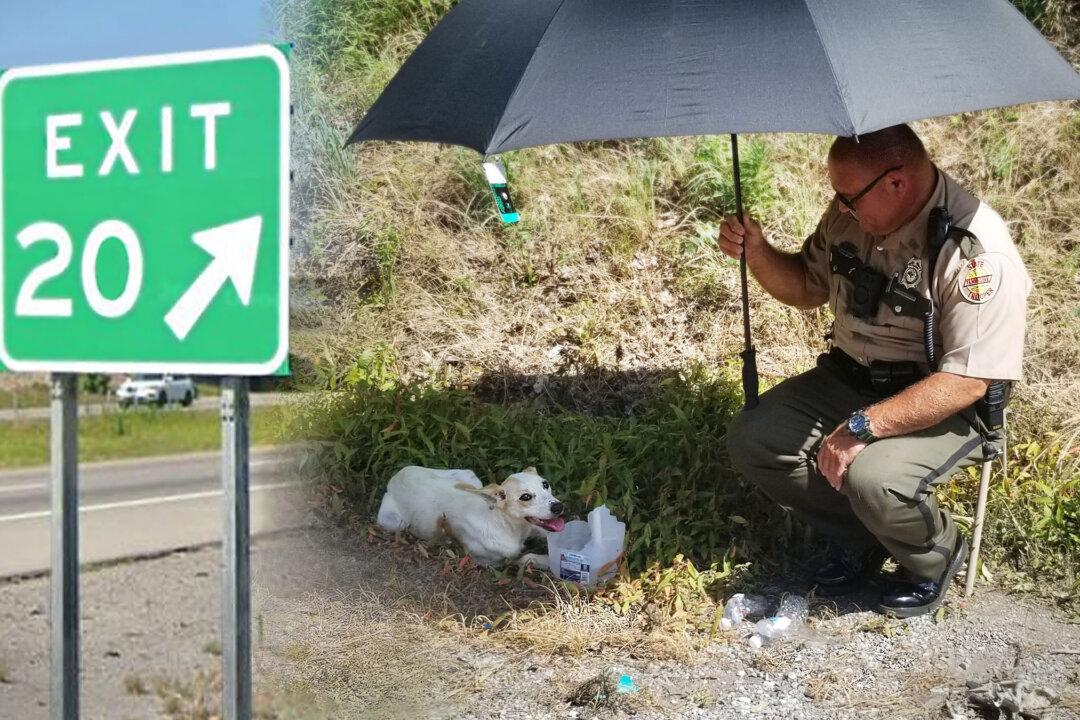 State Trooper and Motorist Spot Dog With Broken Pelvis in I-75 Ditch, Give Her Water, Shade, a New Home