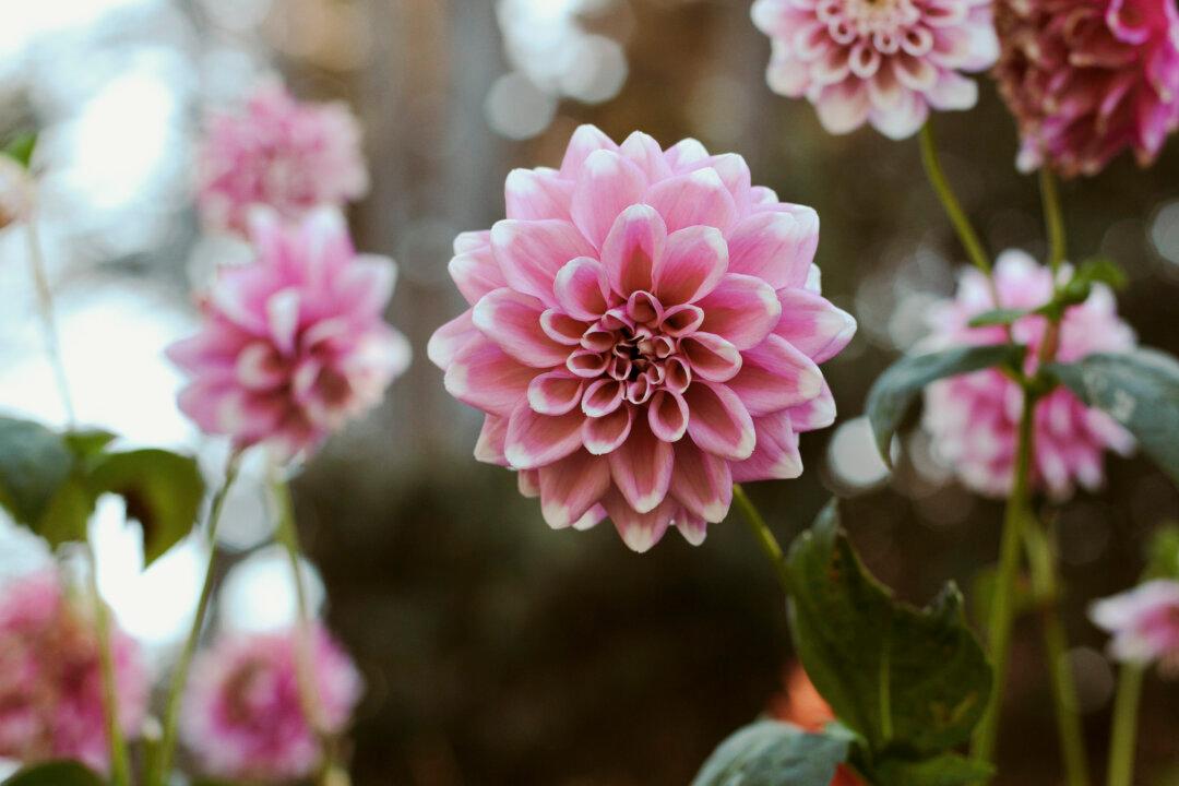 Inspirational Beauty: This California Botanical Garden Harvests Up to 7,000 Pounds of Fresh Produce for the Local Food Bank Every Year