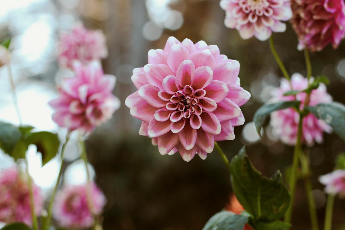 Inspirational Beauty: This California Botanical Garden Harvests Up to 7,000 Pounds of Fresh Produce for the Local Food Bank Every Year