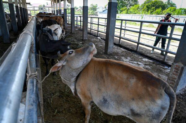A worker sprays disinfectant a livestock against foot-and-mouth disease in Lambaro, Indonesia, on May 19, 2022. (Chaideer Mahyuddin/AFP via Getty Images)