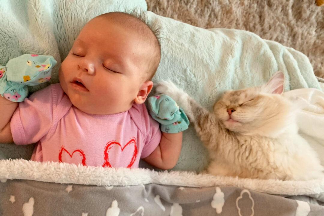 VIDEO: Mama Cat Adorably Brings One of Her Kittens to Meet Owner’s Baby