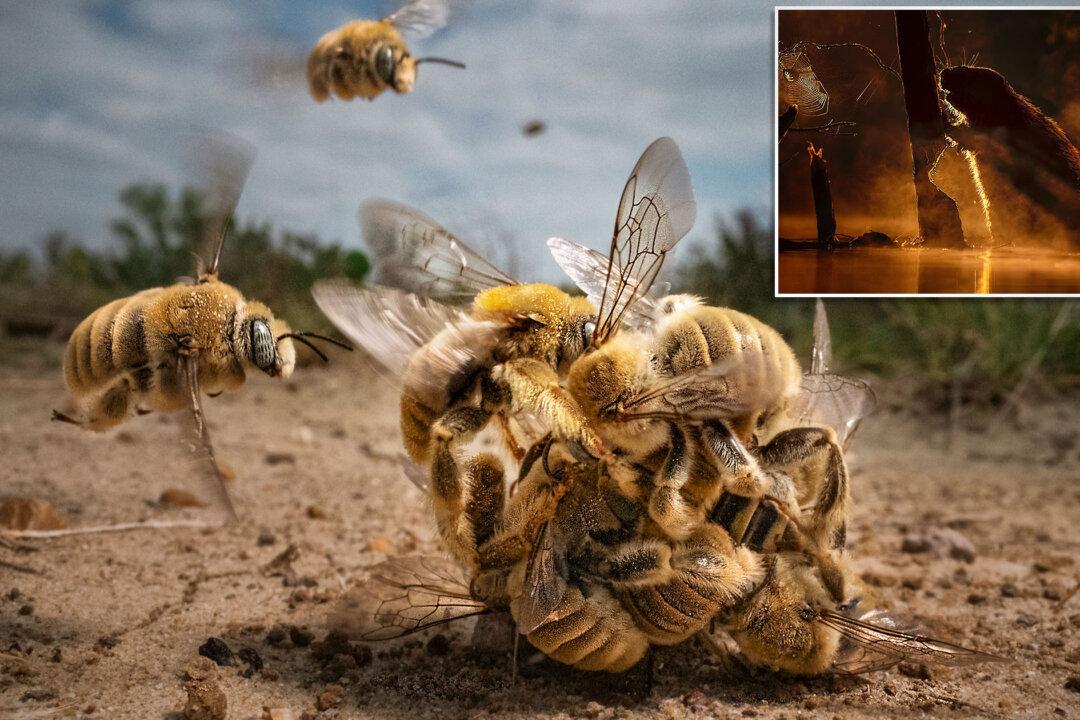 Buzzing ‘Bee Balls,’ Busy Beavers, and Beyond: Winners of BigPicture Photography Competition 2022 Revealed