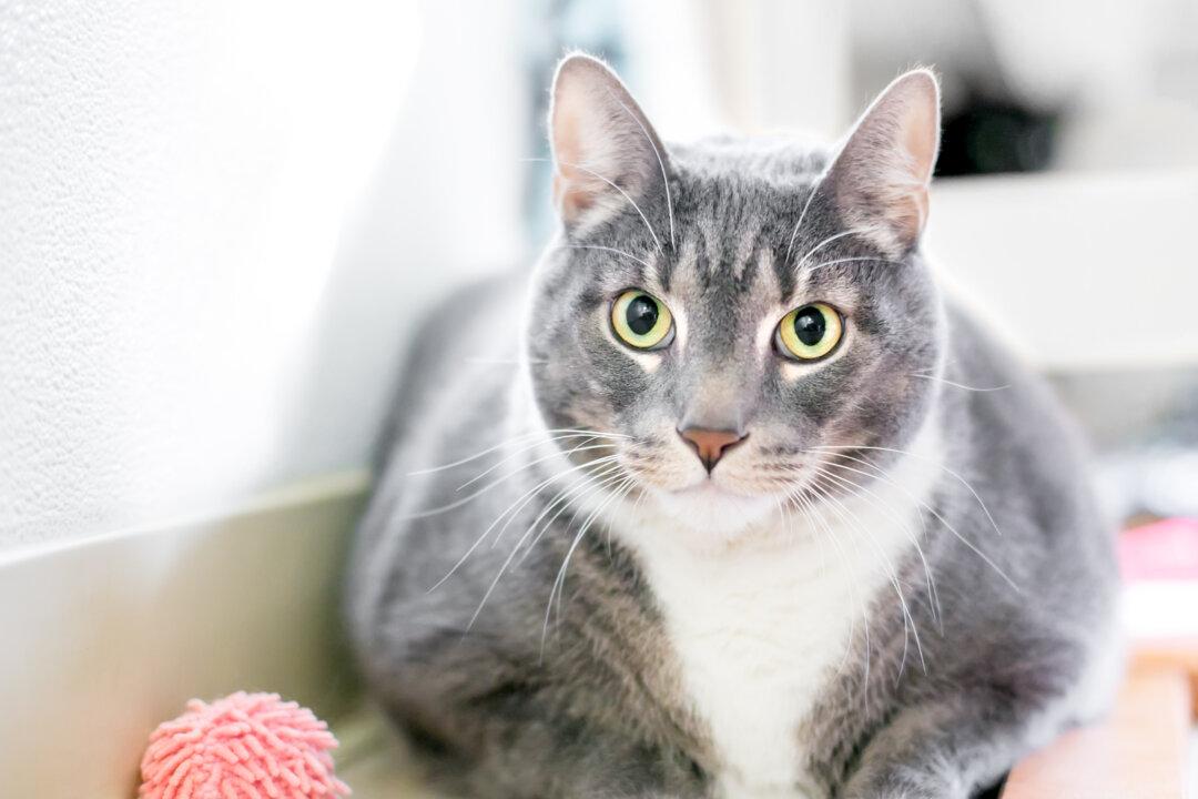 Limit Pet’s Weight Gain After Sterilization Surgery