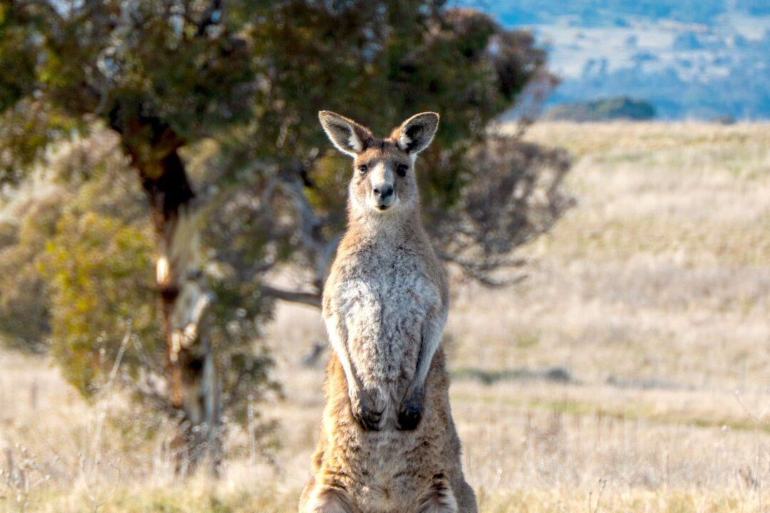 Man Dies After Being Struck by Kangaroo