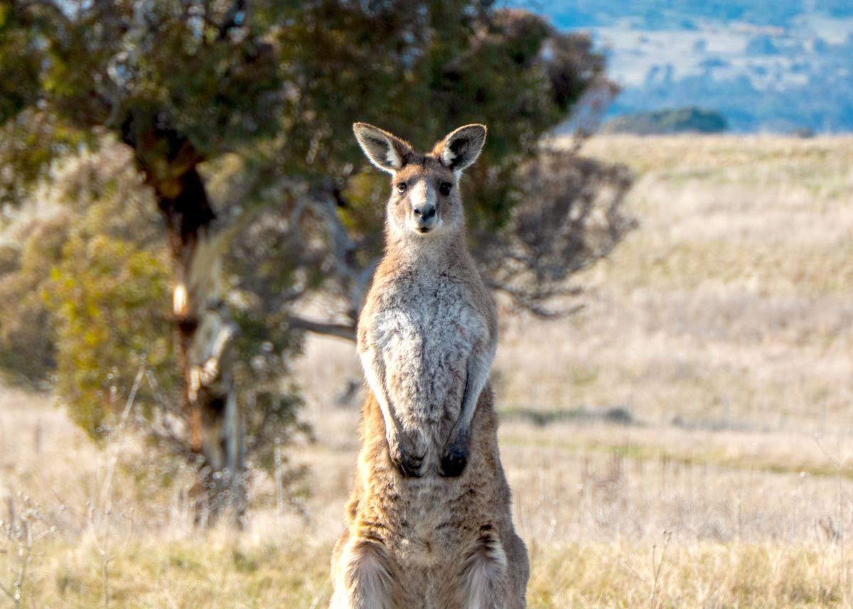 Man Dies After Being Struck by Kangaroo