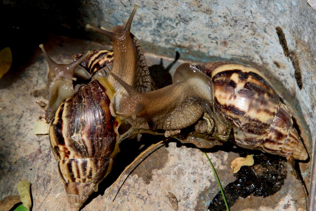 Effort Begun to Eradicate Giant African Snails in Florida