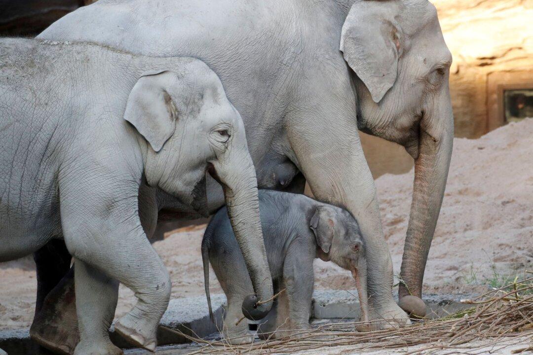 Ojai Becomes First US City to Recognize Bodily Rights of an Animal—Elephants