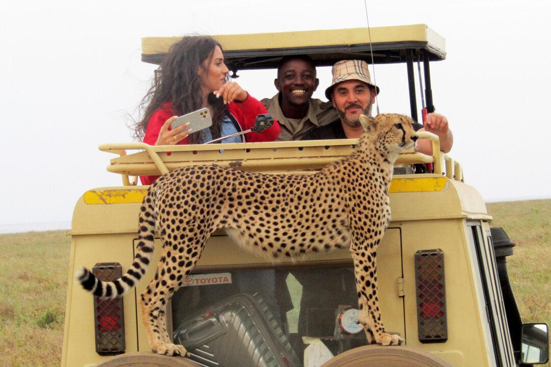 Photos: Cheetah Hitches a Ride, Surprising Tourists With a Chance for Close-Up Shots