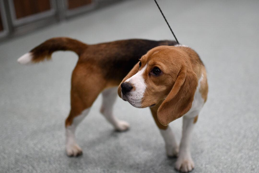 Ban Dogs From Medical Research in 1st Step of Phasing Out Animal Experimentation, MPs Hear