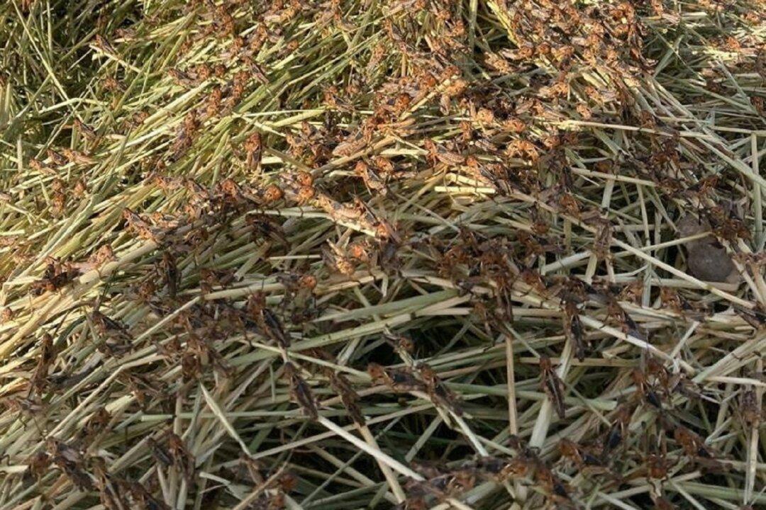 Sardinian Farmers Suffer Worst Locust Invasion in Over 30 Years