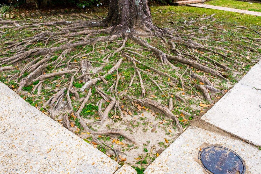 The Root of the Problem