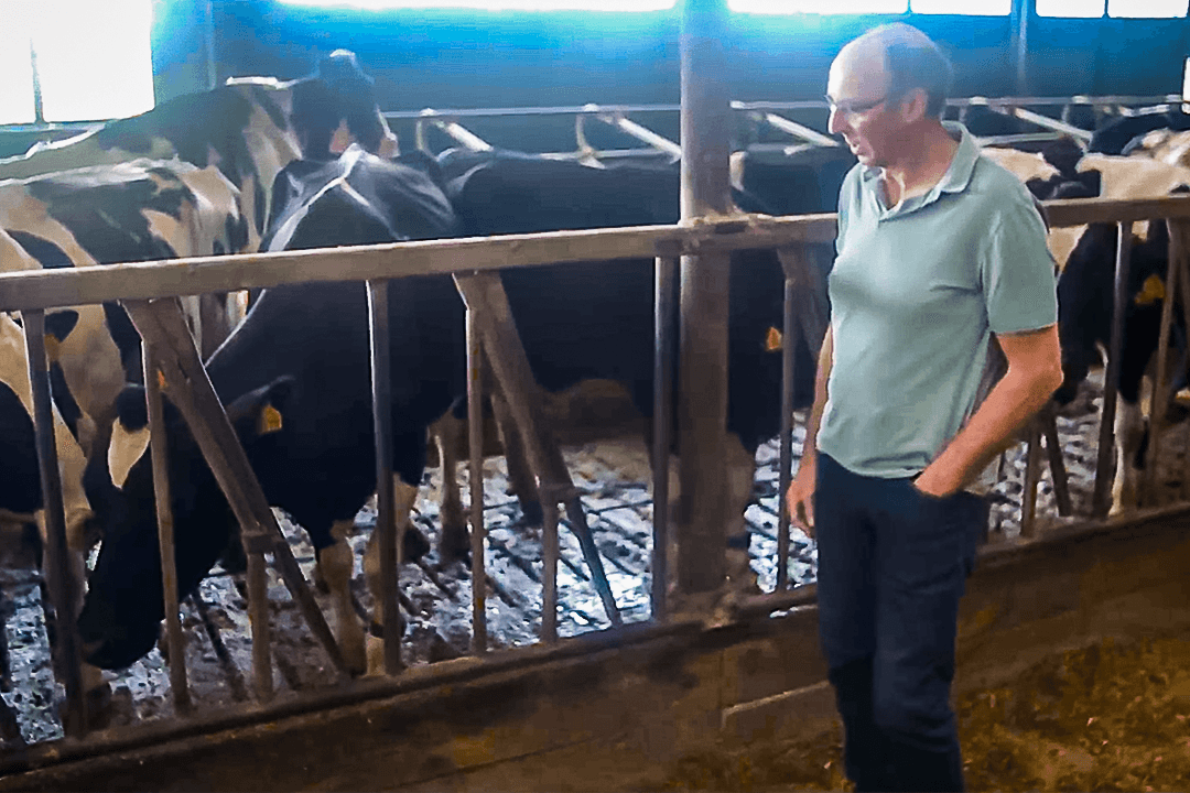 Dutch Dairy Farmer Faces Having to Cull 95 Percent of His Cows