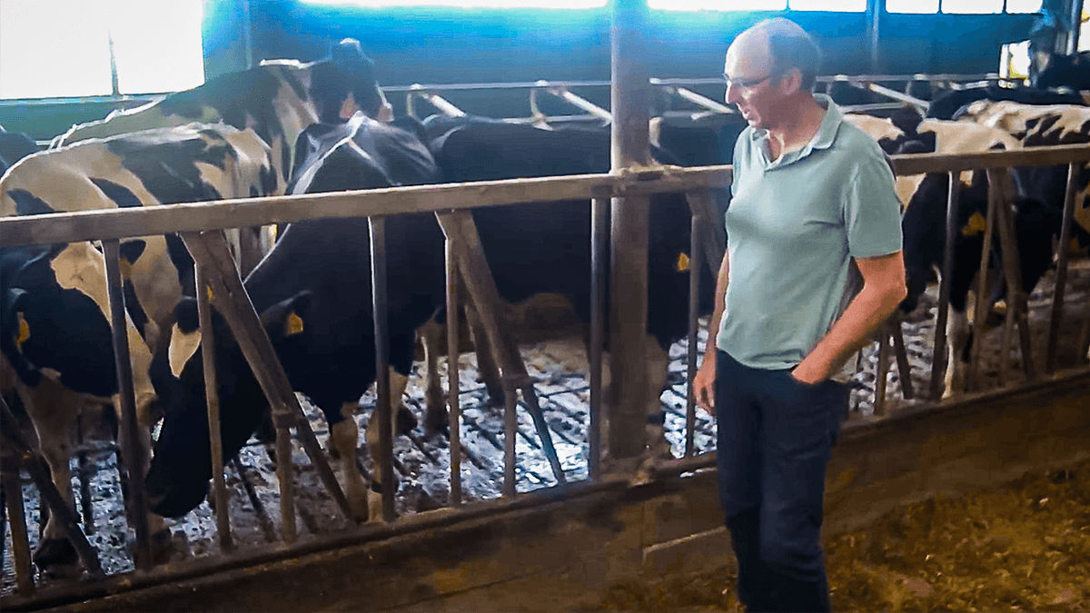 Dutch Dairy Farmer Faces Having to Cull 95 Percent of His Cows