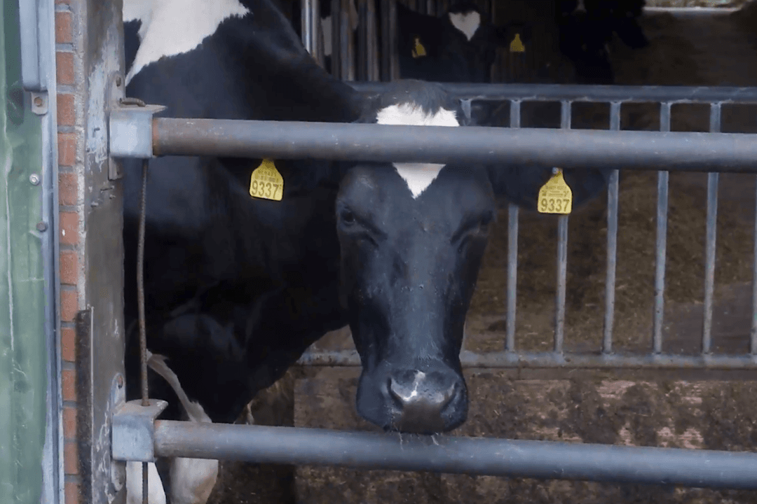 EU Greenlights 700 Million Euro Payout for Dutch Farmers to Close Livestock Farms