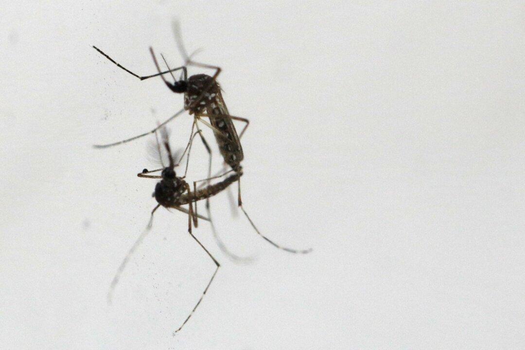 Vietnam Tells Hospitals to Prepare as Dengue Fever Cases Surge