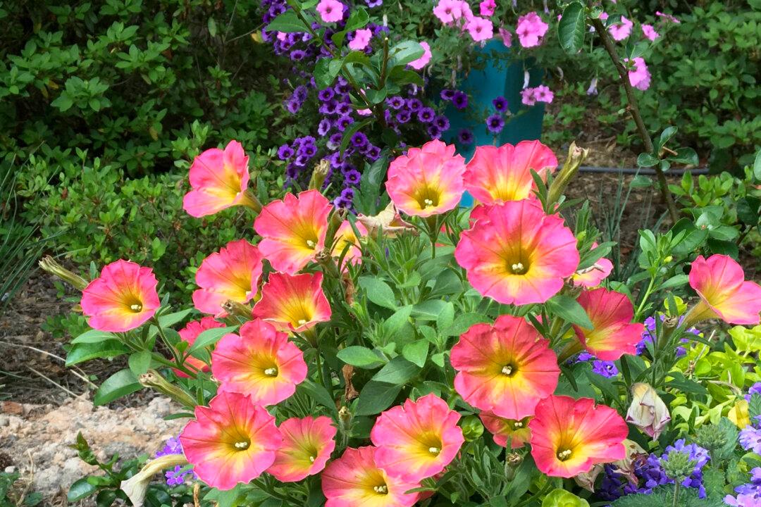 Glowing Color of Persimmon Creates a Most Stunning Petunia