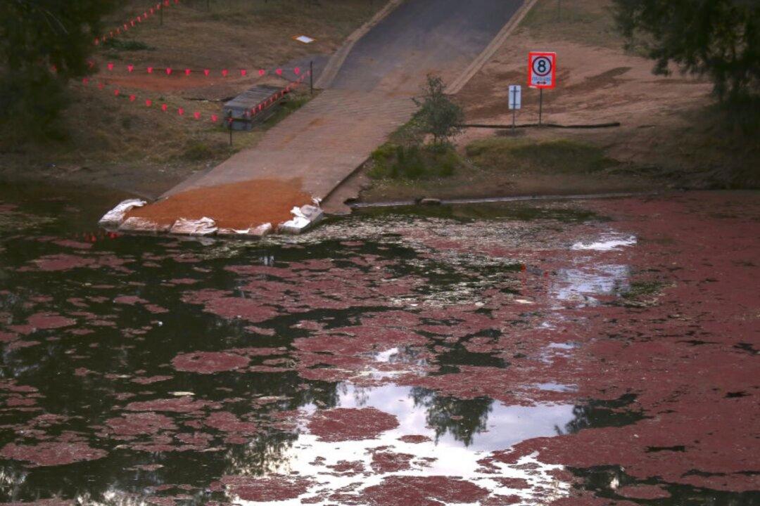 Australian Regional City’s Water Supply Undrinkable as Works to Drain Contamination Continue