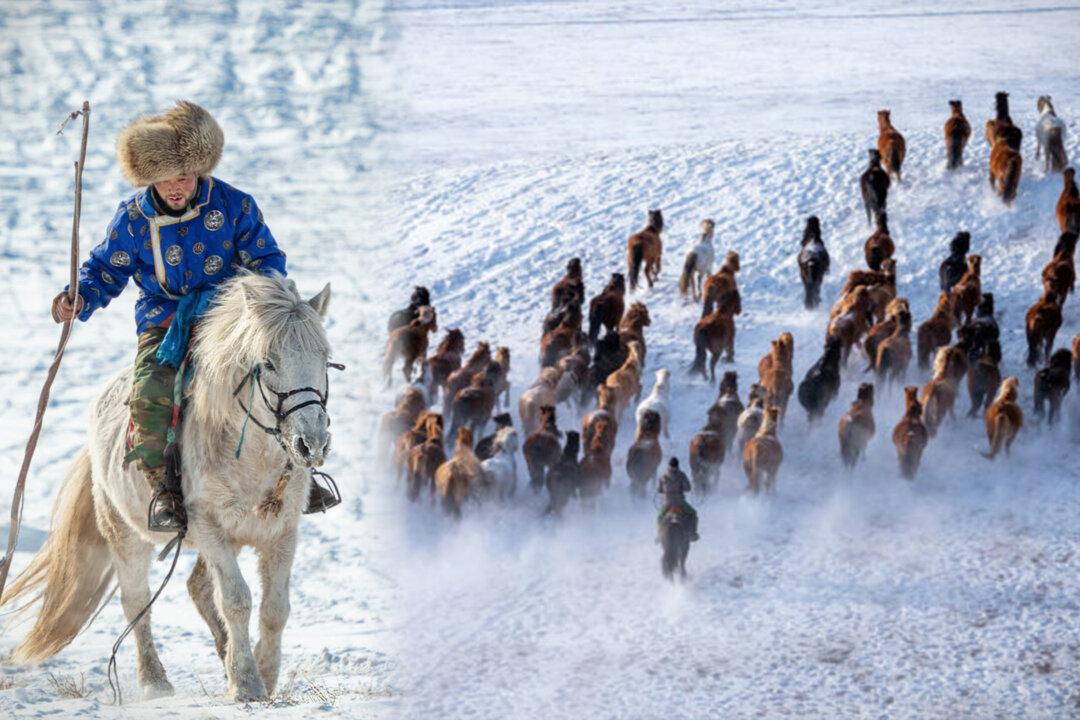 Photographer Captures Mongolia’s Herdsmen Showcasing Incredible Horse Herding Skills in Epic Winter Festival