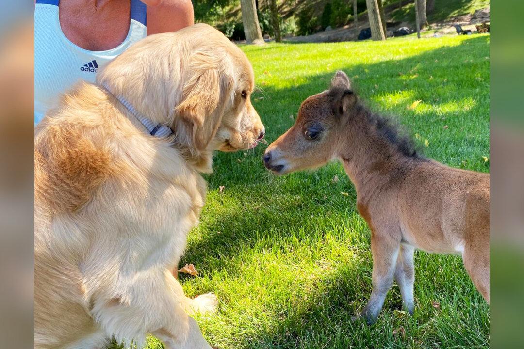 Mini Horse Who Didn’t Have Any Friends Due to Protective Mom Forms a Special Bond With the Dogs on the Ranch