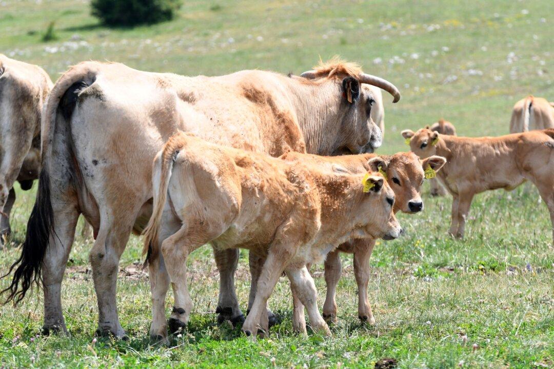 Croatia: Anthrax Found in Dead Cattle in Nature Park