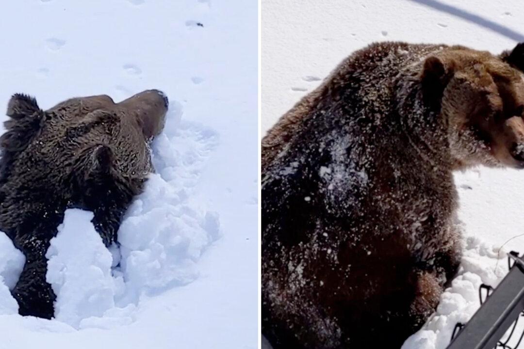 Incredible Video Shows a Bear Waking Up and Emerging From Den After Months of Hibernation
