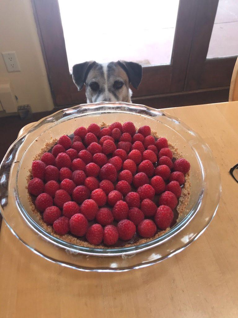 Have Dog Will Travel