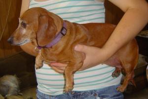 Taz (Courtesy of Debra Sherman)
