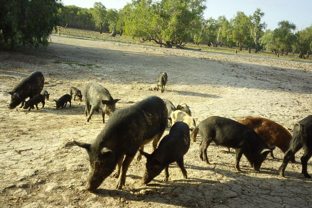 Kakadu National Park Rangers Shoot 6,000 Pigs After 3-year Hiatus