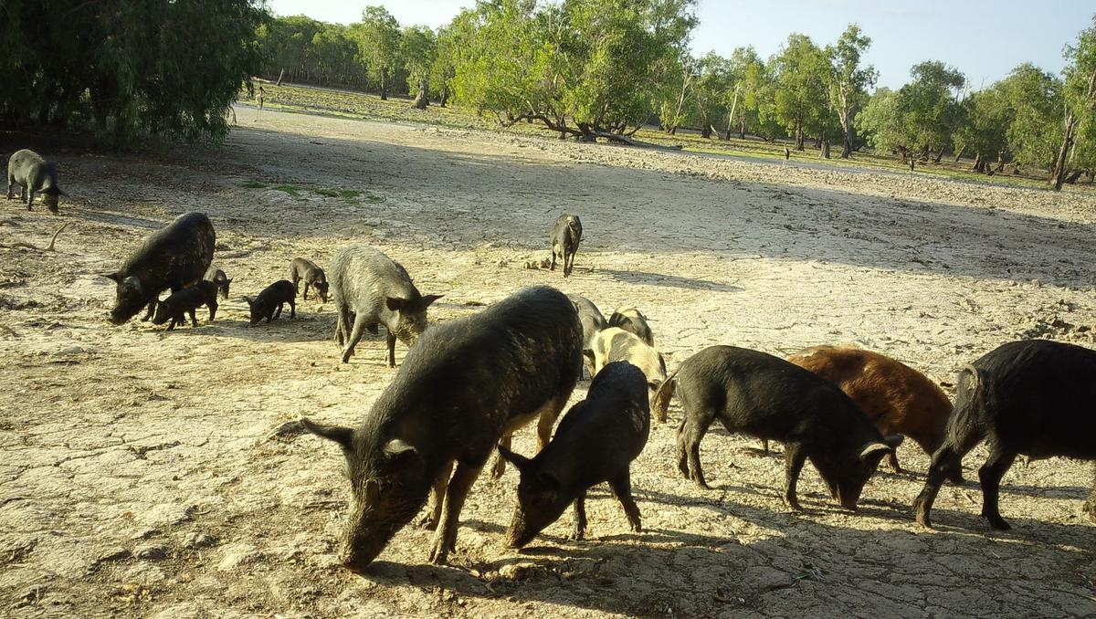 Farmers Call for Drastic Action Over Feral Pig ‘Crisis’