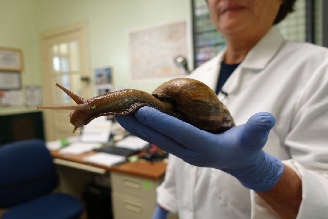 Florida Town Quarantined to Eradicate Giant Invasive Snails