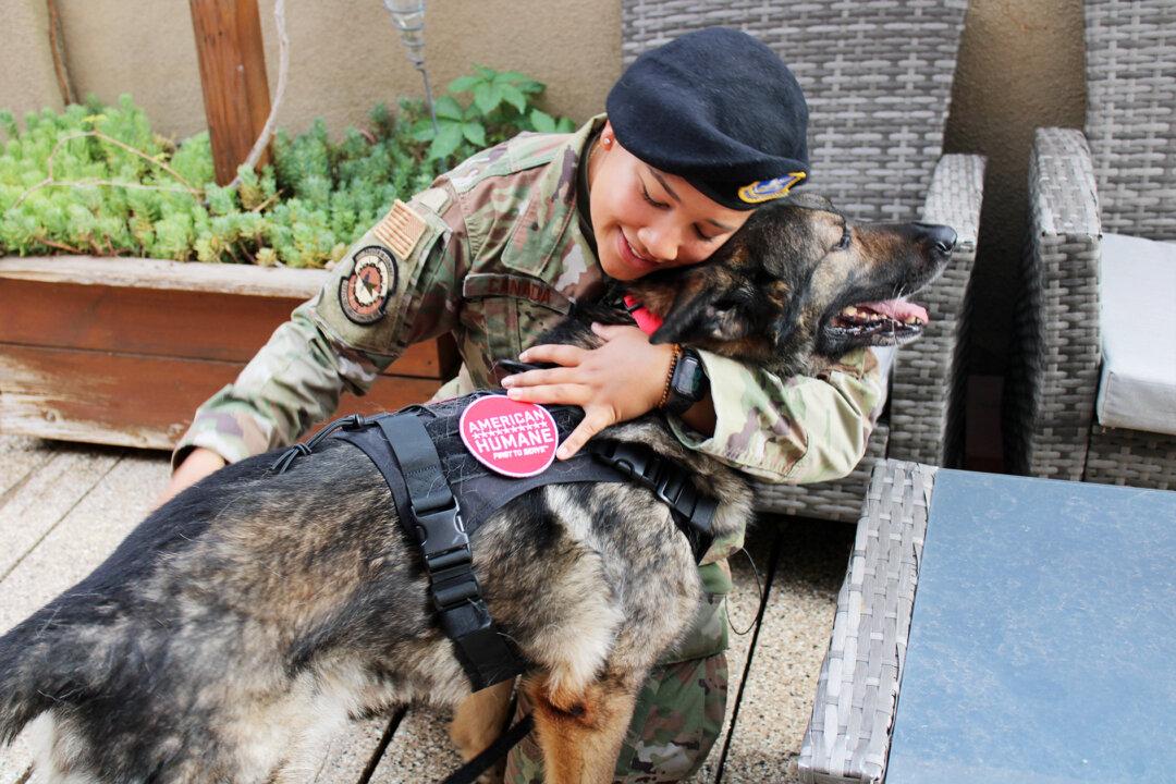 Retired Military Dog Gets Forever Loving Home With Former Handler After Near-Fatal Incident