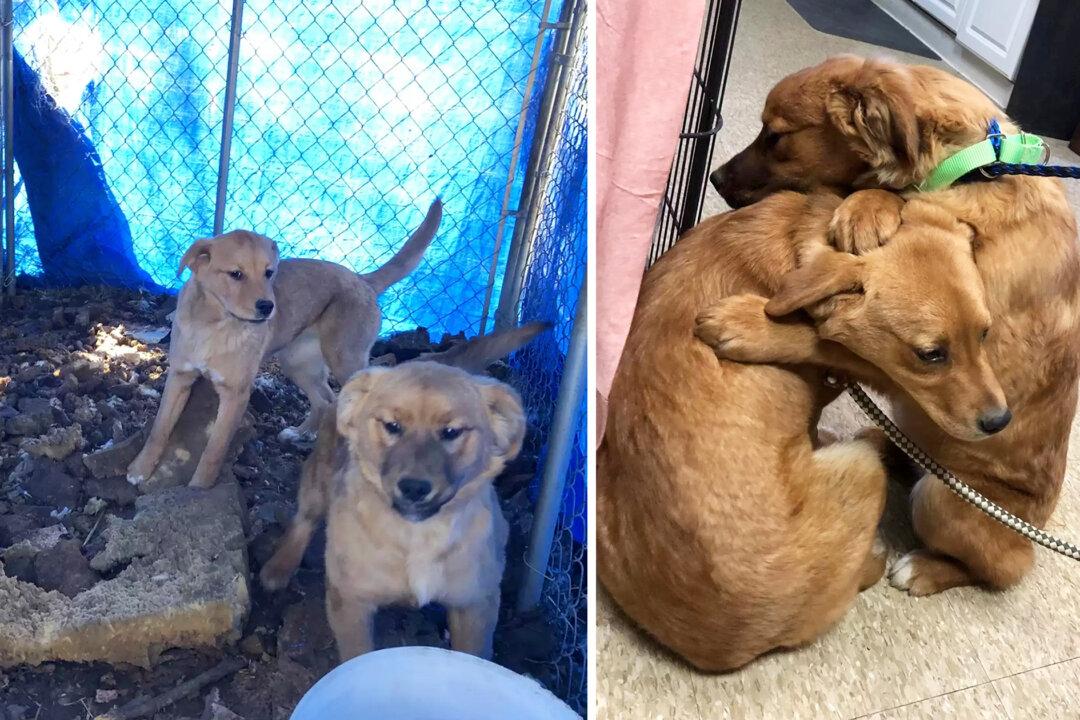 Shelter Puppy Comforts Terrified Sister With a Hug After Being Rescued From Filthy Pen