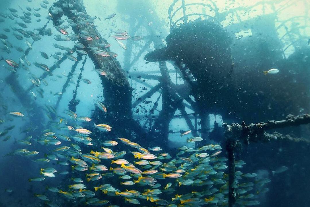 Dive Photographer Explores Haunting Sunken War Shipwreck-Reef With Schools of Fish Off Thai Island