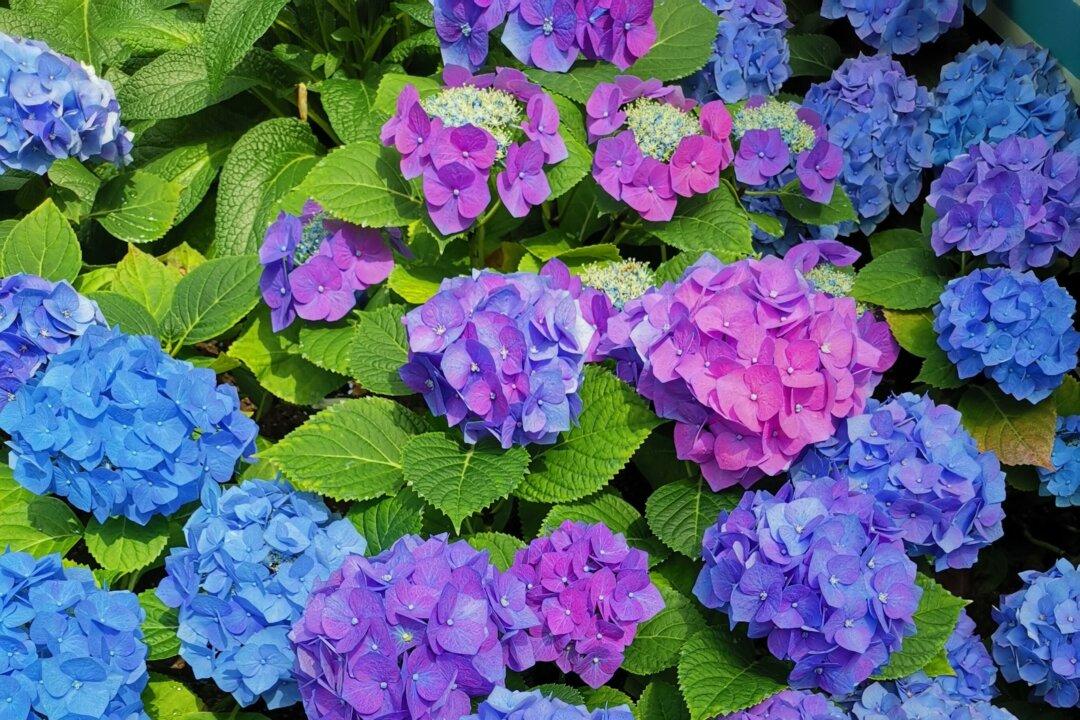 Hydrangea Pruning
