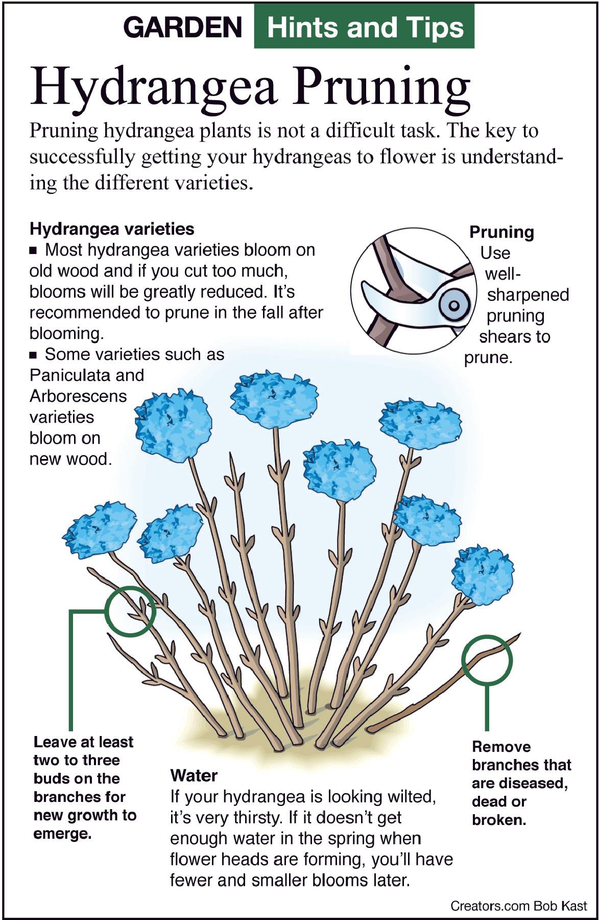 hydrangea tip sheet