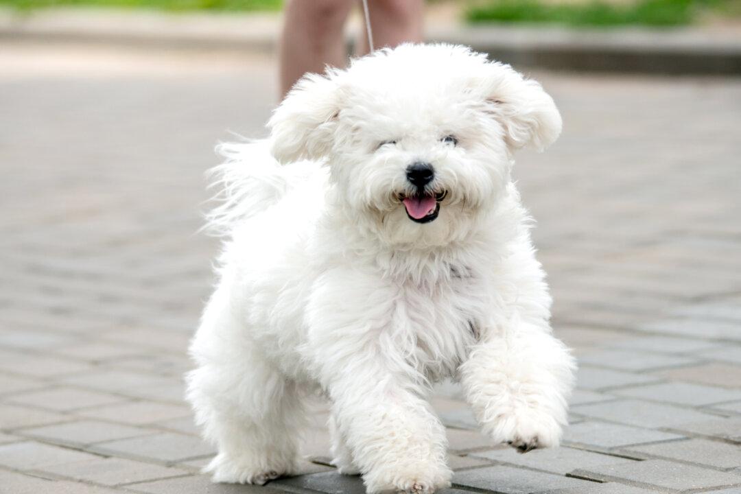 Restrictions on Puppy Farms Introduced With Fines Over $500,000