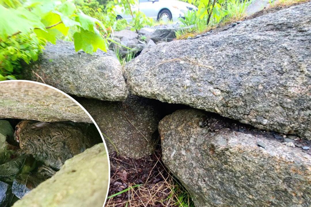 ‘A Happy Ending’: Woman Spots Wild Rabbit Hit by Car in the Middle of the Road, Stops and Saves His Life