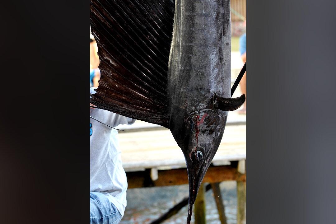 Sailfish Leaps out of Water, Injures Woman Off Florida Coast